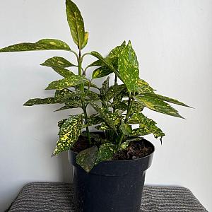 Aucuba jap. 'Variegata' Container 7,5lt. 30/40cm.