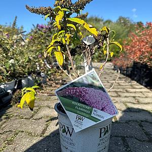 Buddleja 'Rocketstar Flamingo' Container 3lt.