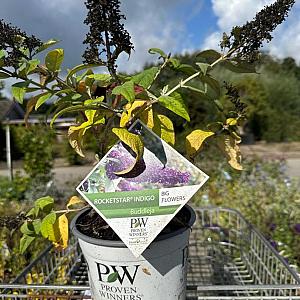 Buddleja Rocketstar 'Indigo' Container 3lt.