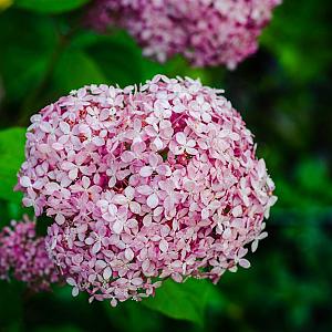 Hydrangea arb. 'Pink Annabelle' Container 3lt.