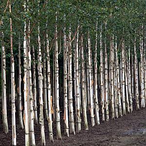 Betula utilis 'Doorenbos' Draadkluit 14/16cm.