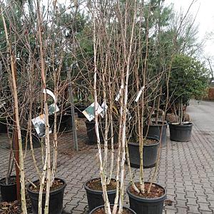 Betula u. 'Doorenbos' Meerstammig Container 45lt. 200/250cm.