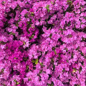 Bougainvillea spectabilis Container 3lt. 60/70cm.