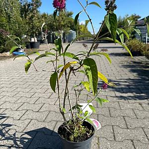 Buddleja dav. 'Miss Ruby' Container 3lt. 50/60cm.