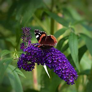 Buddleja dav. 'Black Knight' Container 3lt.