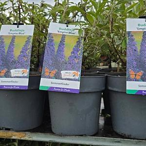 Buddleja dav. 'Empire Blue' Container 1,5lt. 10/15cm.
