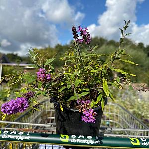 Buddleja dav. Free Petite® 'Dark Pink' Container 2lt. 25/30cm.