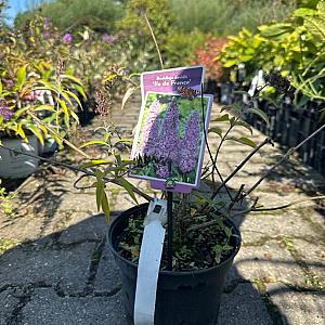 Buddleja dav. 'Ile de France' Container 4lt. 30/40cm.
