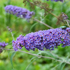Buddleja dav. 'Nanho Blue' Container 2lt. 40/60cm.