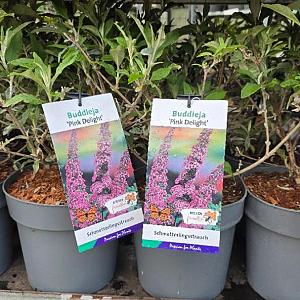 Buddleja dav. 'Pink Delight' Container 3lt. 30/35cm.