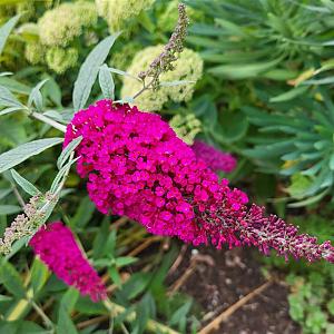 Buddleja dav. 'Royal Red' Container 7,5lt.