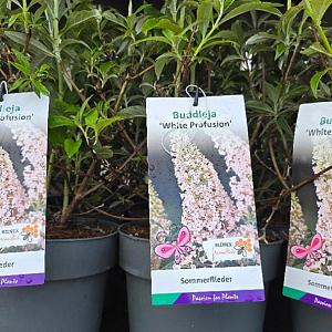 Buddleja dav. 'White Profusion' Container 1,5lt. 10/15cm.