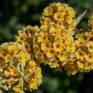 Buddleja weyeriana 'Sungold' Container 3lt.