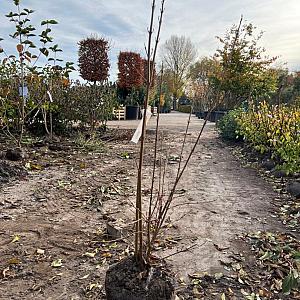 Callicarpa bodinieri 'Profusion' Container 3lt. 60/80cm.