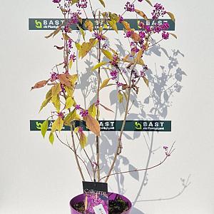 Callicarpa bodinieri 'Profusion' Container 3lt. 60/80cm.