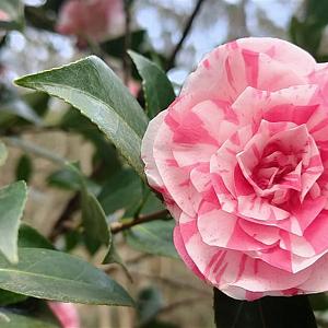 Camellia j. 'Bonomiana Nova' Container 10lt. 90/100cm.