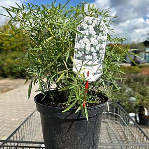 Choisya ternata 'White Dazzler' Container 2lt. 25/30cm.