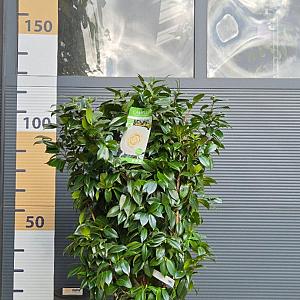 Camellia jap. 'Matterhorn' Container 10lt. 70/80cm.