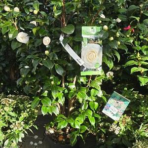 Camellia jap. 'Matterhorn' Container 7,5lt. 70/80cm.