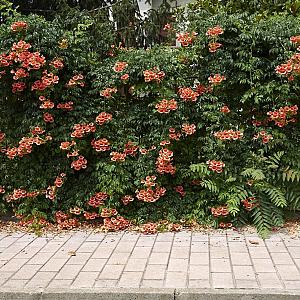 Campsis rad. 'Flamenco' Container 5lt 150/175cm.