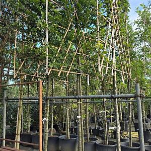 Carpinus betulus Leivorm Container 130lt. 12/14cm.