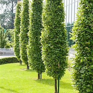 Carpinus betulus 'Fastigiata' Container 40lt. 10/12cm.