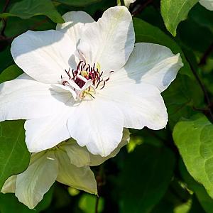 Clematis 'Miss Bateman' Container 2lt.