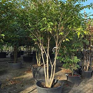 Carpinus japonica Meerstammig Container 130 lt. 250/300cm.