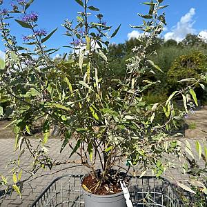 Caryopteris cland. 'Heavenly Blue' Container 6,5lt. 