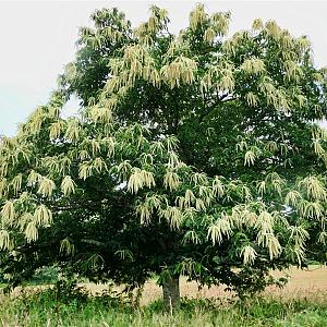 Castanea sativa Container 30lt. 6/8cm.