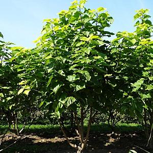 Catalpa bignonioides 'Aurea' Meerstammig Draadkluit 300/350cm. Meerstammig