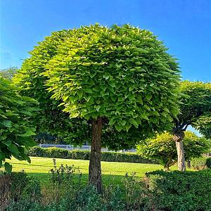 Catalpa bignonioides 'Nana' Container 40lt. 14/16cm.