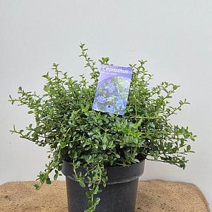 Ceanothus thyrsiflorus 'Repens' Container 5lt. 30/40 cm.