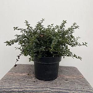 Ceanothus thyrsiflorus 'Repens' Container 5lt. 40/50cm.