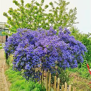 Ceanothus 'Concha' Container 3lt. 40/50cm.