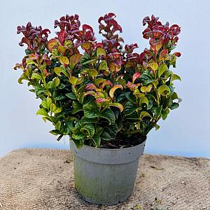 Leucothoe 'Curly Red' Container 3lt. 25/30cm.