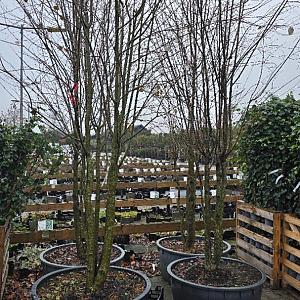 Cercidiphyllum japonicum Container 40lt. 12/14cm.