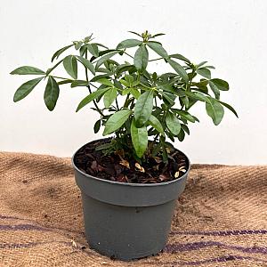 Choisya ternata Container 3lt. 20/30cm.
