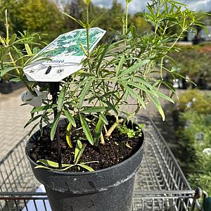 Choisya 'Aztec Pearl' Container 30lt. 80/100cm.
