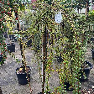 Cotoneaster 'Coral Beauty' Container 7,5lt. 100cm. stam