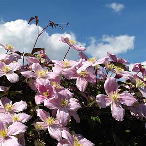 Clematis mont. 'Rubens' Container 2lt. 60/70cm.