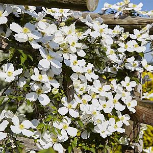 Clematis mont. 'Grandiflora' Container 5lt 150/175cm.