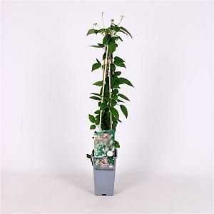Clematis mont. 'Marjorie' Container 2lt. 60/70cm.