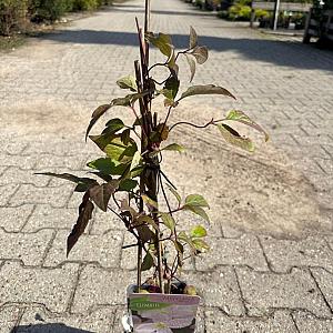 Clematis mont. 'Mayleen' Container 2lt. 60/70cm.