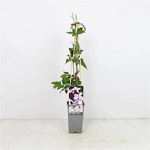 Clematis mont. 'Pink Perfection' Container 2lt. 60/70cm.