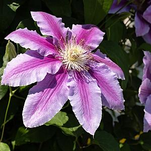 Clematis 'Nelly Moser' Container 2lt. 60/80cm.