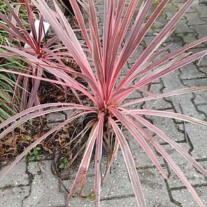 Cordyline australis Container 6,5lt. 30/40cm.