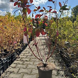 Cornus alba 'Sibirica' Container 10lt. 80/100cm.