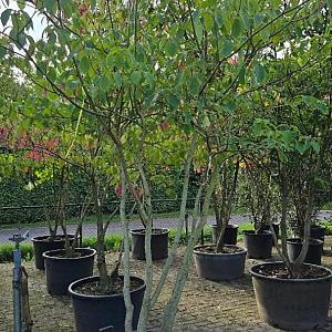 Cornus controversa Meerstammig Container 230lt. 300/350cm.