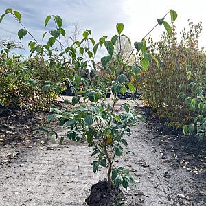 Cornus kousa 'China Girl' Container 70lt 10/12cm.